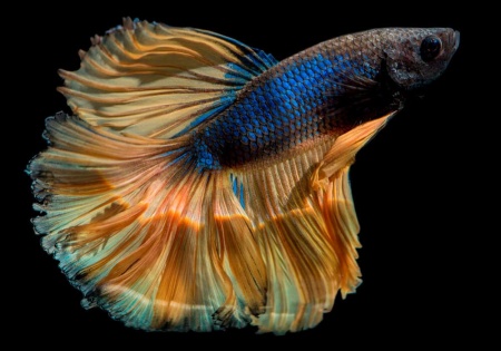 Петушок Халф Мун горчичный газ самец (Betta splendens Halfmoon Mustard Gas)