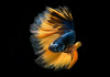 Петушок Халф Мун горчичный газ самец (Betta splendens Halfmoon Mustard Gas)
