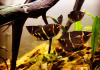 Гурами Шоколадный  (Sphaerichthys osphormenoides)