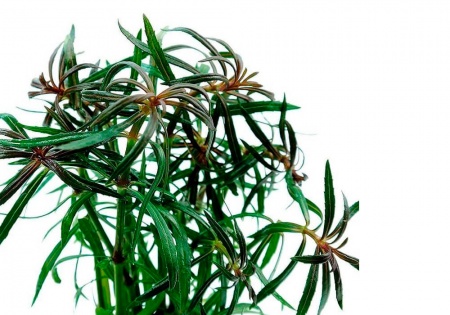 Эустералис стеллатаус или Эустералис звездчатый (Eusteralis stellata)