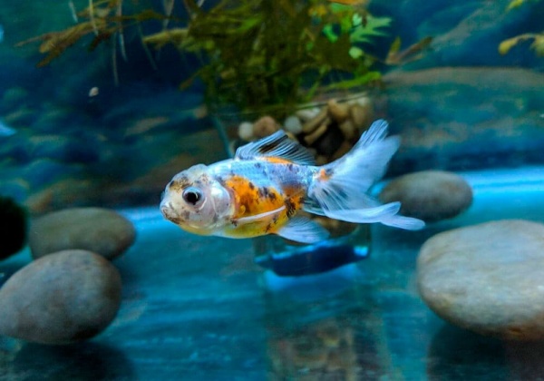 Оранда ситцевая  (Goldfish Oranda calico)