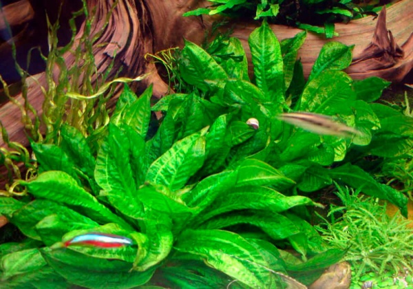 Эхинодорус тропика мелкоцветный( Echinodorus parviflorus Tropica)