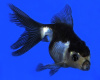 Оранда голубая (Goldfish Oranda blue)