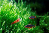 Микрорасбора галактика (Danio margaritatus) 1,1-1,23 см 