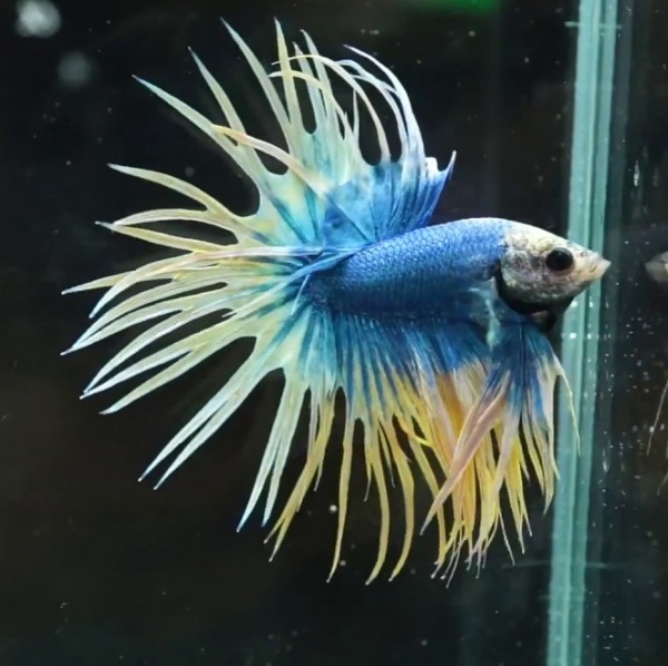 Петушок Коронохвостый сине-желтый самец (Betta-splendens-crown-tail-)