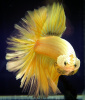 Петушок Халф Мун желтый бабочка самец (Betta splendens Halfmoon Yellow Butterfly)