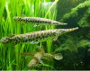 Щука Пятнистый Флоридский Панцирник (Lepisosteus oculatus) 7 м