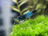 Креветка Рили Голубая  Blue Rili Shrimp (Neocaridina davidi)