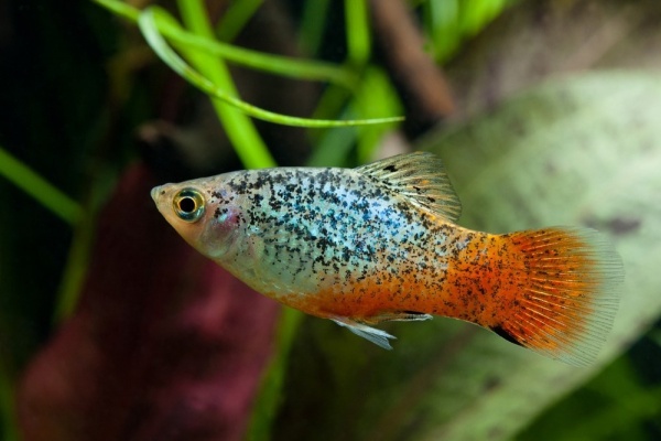 Пецилия зеленая неоновая ситцевая (Xiphophorus maculatus green neon calico Platy)