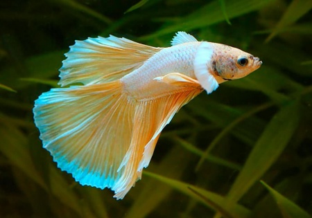 Петушок Халфмун Дамбо делтая бабочка самец (betta-dumbo-butterfly)