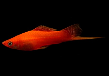 Меченосец Геллера красный (Xiphophorus helleri red)