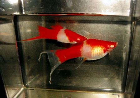 Меченосец Геллера кои красноглазый (Xiphophorus helleri Koi Red Eye)