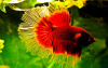 Петушок Халф Мун Рубиновая бабочка самец (Betta male Halfmoon rubin boterfly)