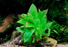 Гигрофила лимонник "Компакт" (Hygrophila corymbosa "Compact")