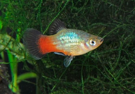 Пецилия радужный закат (Xiphophorus maculatus Sunset Rainbow Platy)