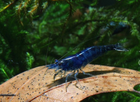  Креветка синяя мечта (Neocaridina "Blue Dream")