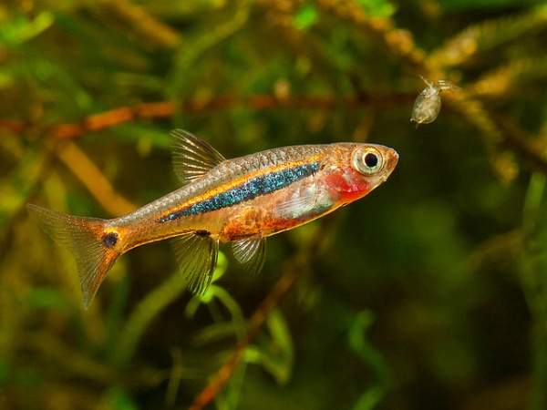 Микрорасбора светлячок (Boraras urophtalmodies)