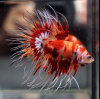Петушок Коронохвостый КОИ (Betta-splendens-crown-tail-calico)