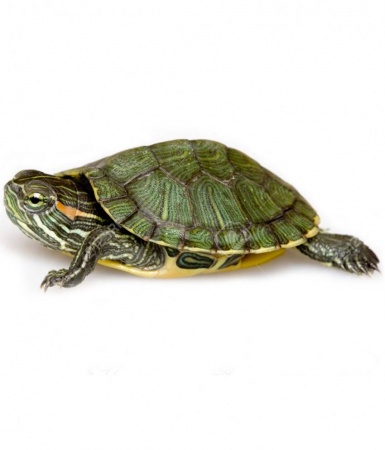 Черепаха Красноухая (полуводная) 4-6см