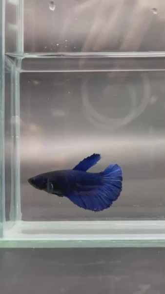 Петушок Халф Мун самка (курочка) Синяя (Betta splendens halfmoon  FEMALE)