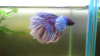 Петушок Халфмун Дамбо розовый самец (betta-dumbo-pink-male)