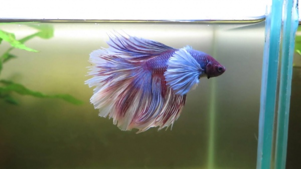 Петушок Халфмун Дамбо розовый самец (betta-dumbo-pink-male)