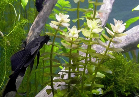 Бакопа каролинская (Bacopa caroliniana)