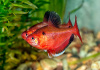 Тетра Серпас  Минор (Hyphessobrycon Callistus)