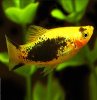 Пецилия золотая комета смокинг  (Poecilia Tuxedo Golden Comet Platy)