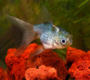 Оранда голубая (Goldfish Oranda blue)