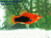 Пецилия красный смокинг (Xiphophorus maculatus toxedo red Platy)