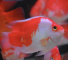 Цихлида Попугай красно белый (red-white Blood Parrot Cichlids) 18 см.