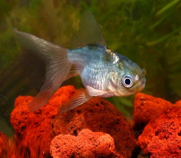 Оранда голубая (Goldfish Oranda blue)