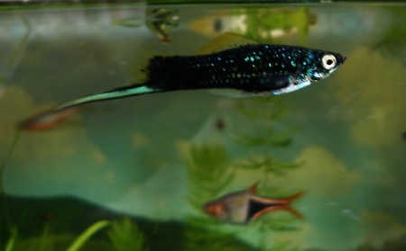 Меченосец Геллера черный (Xiphophorus helleri Black)