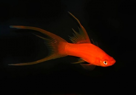 Меченосец Геллера красный лирохвостый (Xiphophorus helleri Red Lyretail)