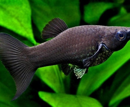Моллинезия черная лирохвостая (Poecilia sphenops Black lyretail Molly)