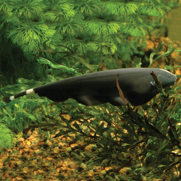 Аптеронотус Нож черный (Apteronotus albifrons)  3,5-4 см 
