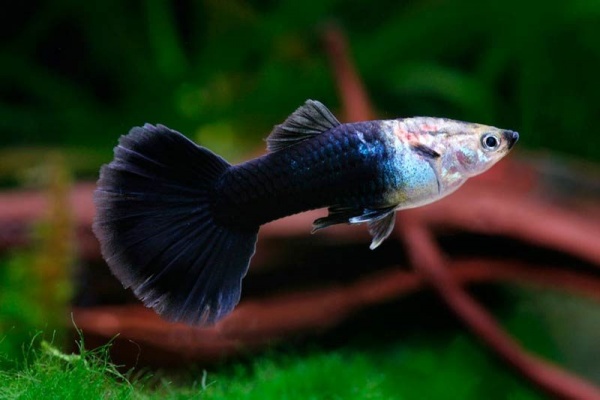 Гуппи черный монах (Guppy black smoking)