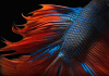 Петушок Халф Мун двухвостый красно-синий самец (Betta male Halfmoo Double Tail)