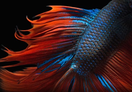 Петушок Халф Мун двухвостый красно-синий самец (Betta male Halfmoo Double Tail)