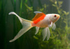 Золотая рыбка Комета красно-белая (Goldfish Comet red-white)
