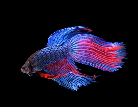 Петушок Вуалехвостый дракон биколор красно-синий самец (Betta-Dragon-Veil-Tail-Bicolor-Red-Blue)