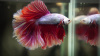 Петушок Супер Дельта розовая бабочка самец (Betta-splendens-Super-Delta-Pink-Butter)