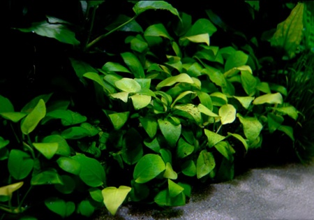 Анубиас Бартера золотистый (Anubias barteri Gold)