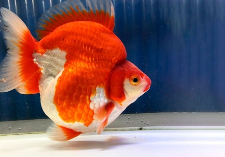 Риукин красно-белый короткохвостый (Goldfish Ryukin white & Red short tail)