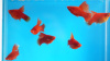 Пецилия красная высокоплавничная (Xiphophorus maculatus red hifin Platy)