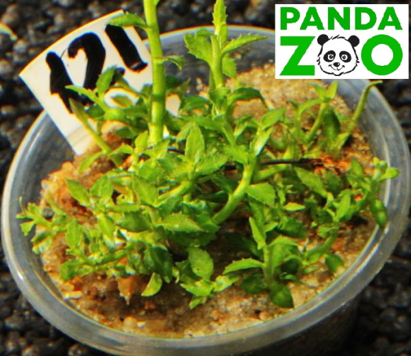Ammannia sp. Towuti- Амманния товути  L121