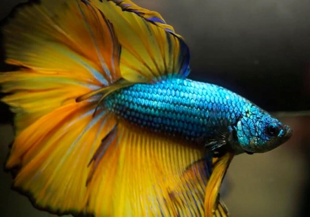 Петушок Халф Мун горчичный газ самец (Betta splendens Halfmoon Mustard Gas)