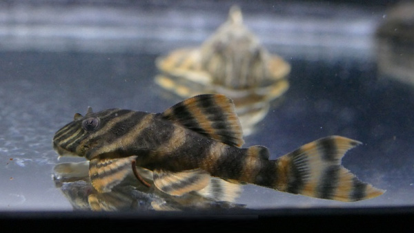 Номерной сом L002 / L074 (Peckoltia vermiculata/TIGER) 3,5 см