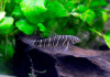 Боция Стриата полосатая (Botia striata) 5 см